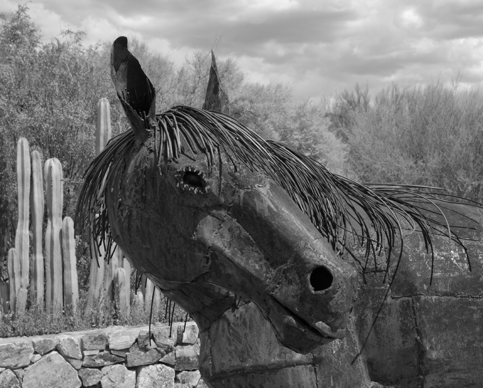 Horse - Digital(Open) - Name Withheld Per Request