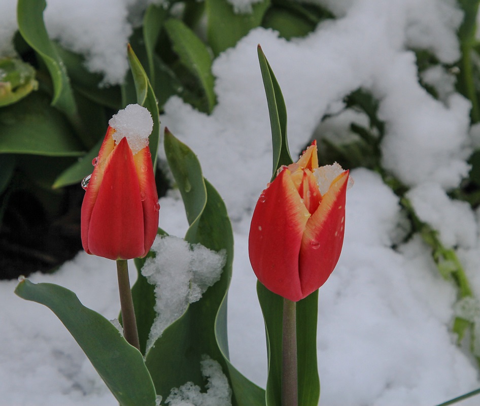 Late Falling Snow - Digital(Open) - Name Withheld Per Request