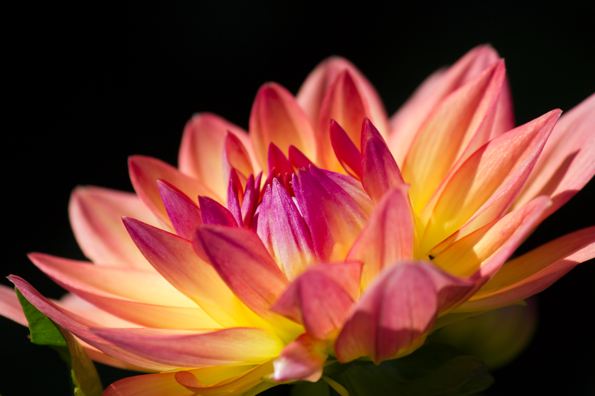 Peachy Petals - Digital(Open) - Name Withheld Per Request