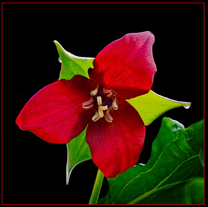 Red Beauty - Digital(Open) - Name Withheld Per Request
