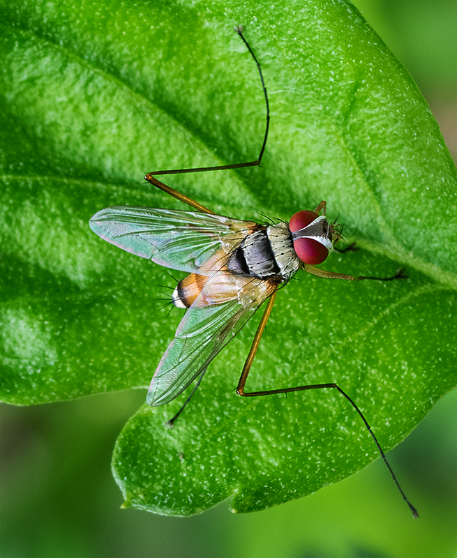 Tachinid Fly - Digital(Open) - Peggy Boike