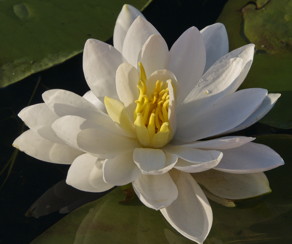 White Water Beauty - Digital(Open) - Name Withheld Per Request