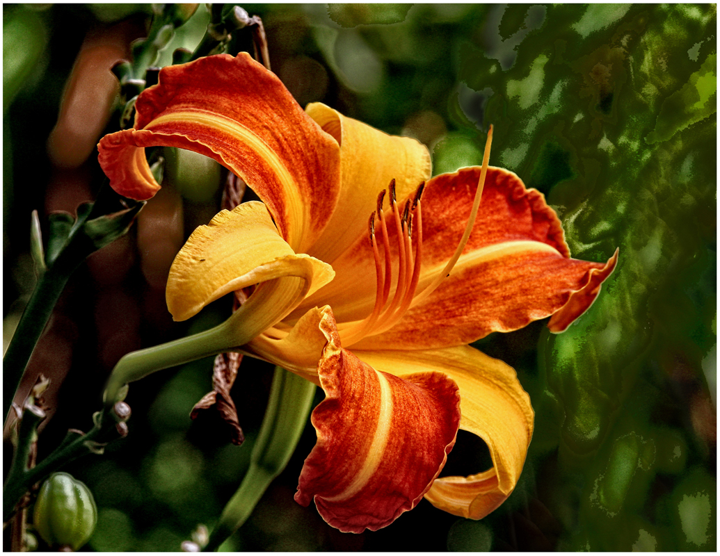 Lily - Digital(Open) - Name Withheld Per Request