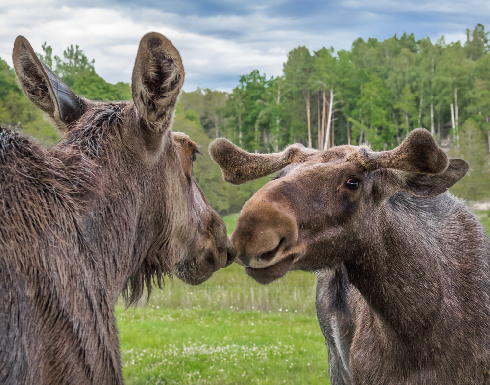 Neighborhood Gossip - Digital(Open) - Cindy Carlsson