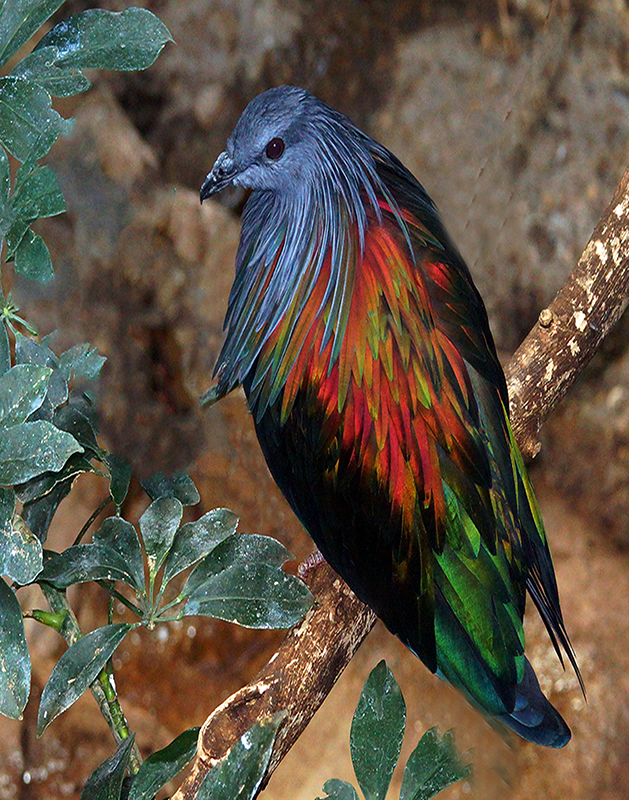 Bird of Many Colors - Color Print - Larry Syverud