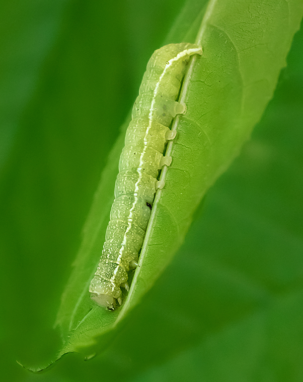 Alsophila Caterpillar Crawling Down - Color Print - Peggy Boike