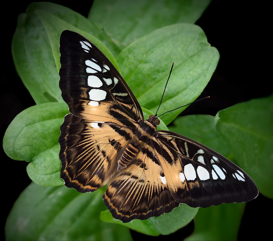 Brown Clipper Butterfly - Color Print - Name Withheld Per Request