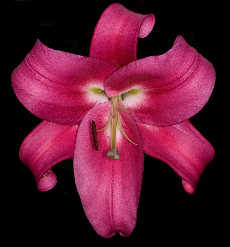 Red Lily - Color Print - Name Withheld Per Request