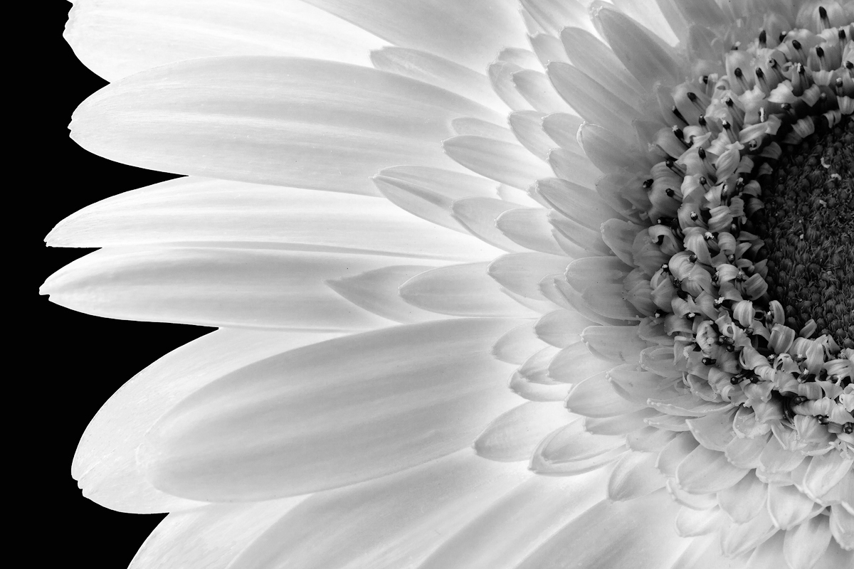 Gerber Daisy - Digital(Monochrome) - Name Withheld Per Request