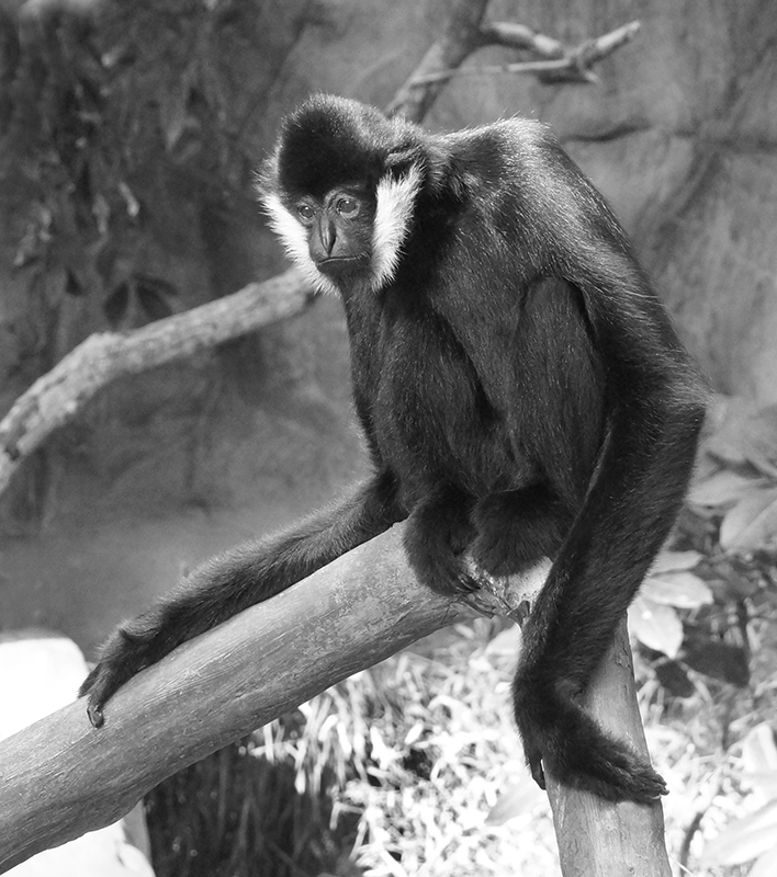 Gibbon Got the Blues - Digital(Monochrome) - Larry Syverud