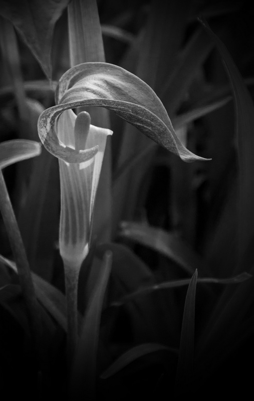 Jack - Digital(Monochrome) - Name Withheld Per Request