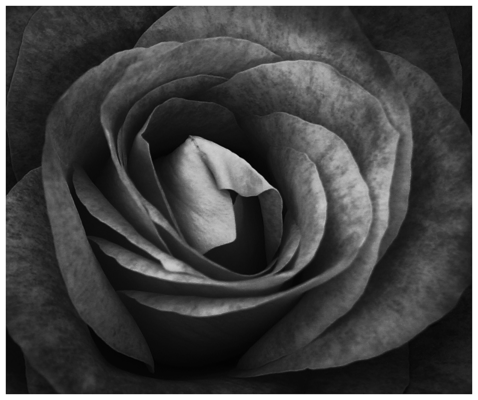 Rose Blossom - Digital(Monochrome) - Bill Wesen