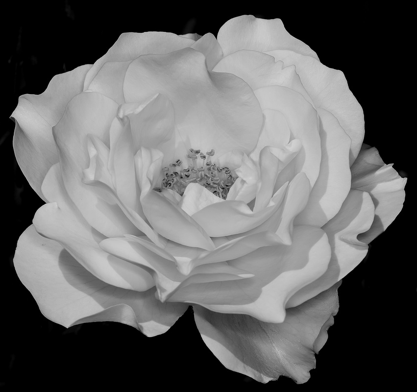 White Rose - Digital(Monochrome) - Name Withheld Per Request