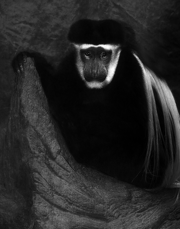 Contemplative - Monochrome Print - Larry Syverud