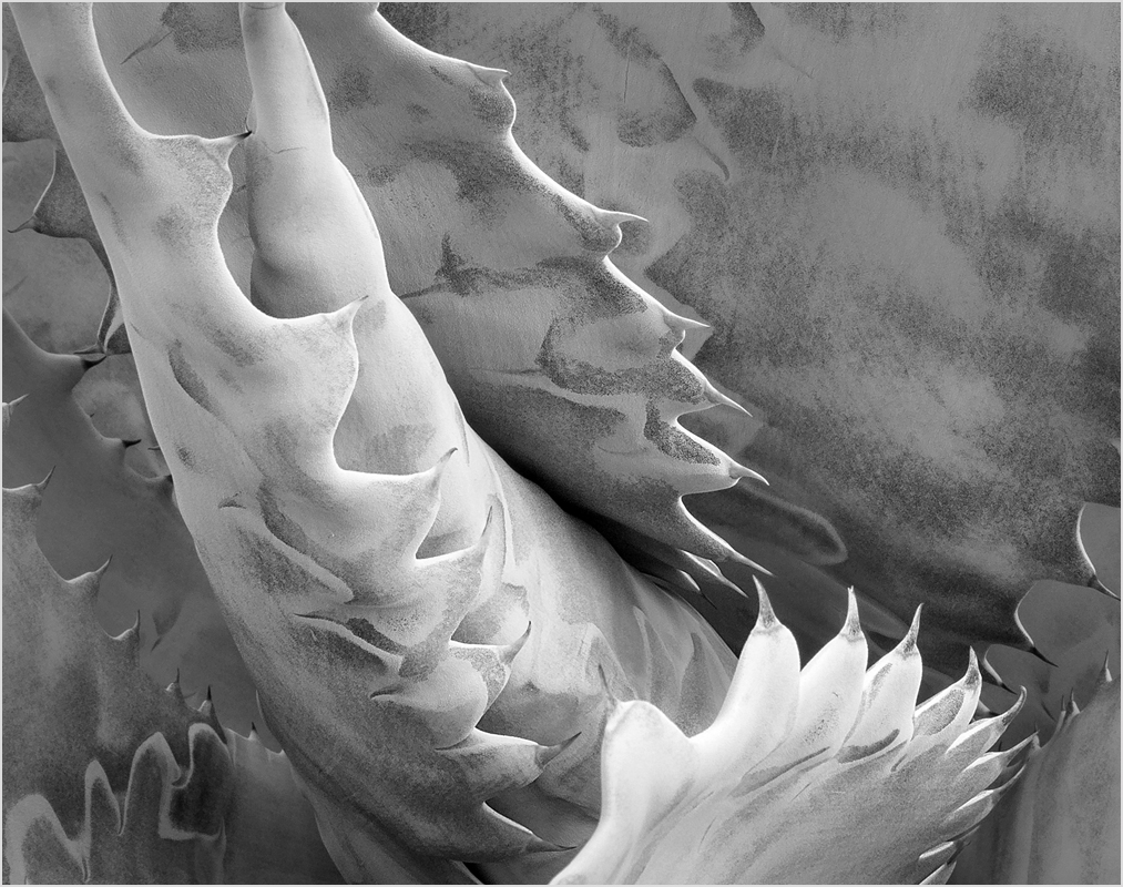 Treacherous Agave - Monochrome Print - Peggy Boike
