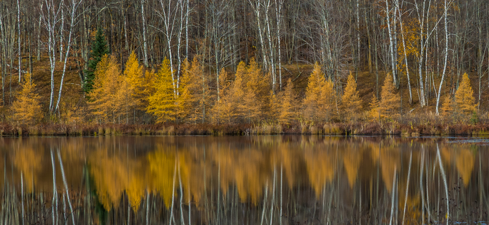 Birch and Tamarack - Digital(Patterns) - Cindy Carlsson
