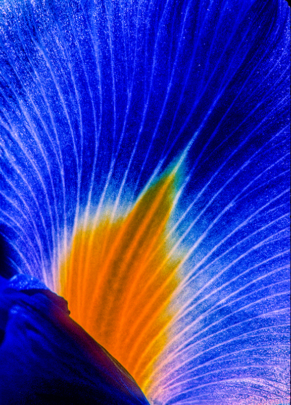 Blue Flag - Digital(Patterns) - Name Withheld Per Request