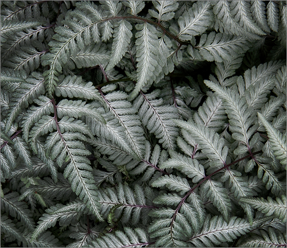 Ferns A-Whirl - Digital(Patterns) - Name Withheld Per Request