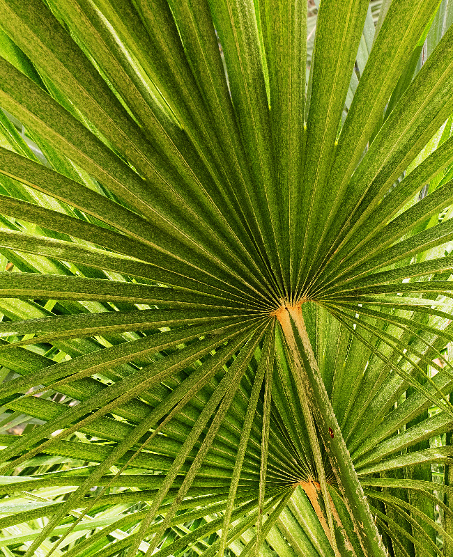 Palm Fan Patterns - Digital(Patterns) - Peggy Boike