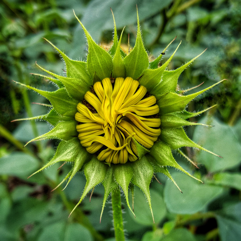 Sunflower - Digital(Patterns) - Name Withheld Per Request
