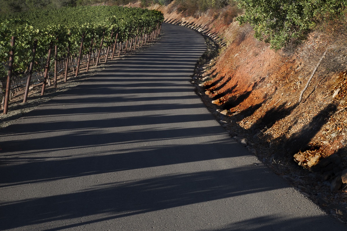 Vineyard Shadows - Digital(Patterns) - Name Withheld Per Request