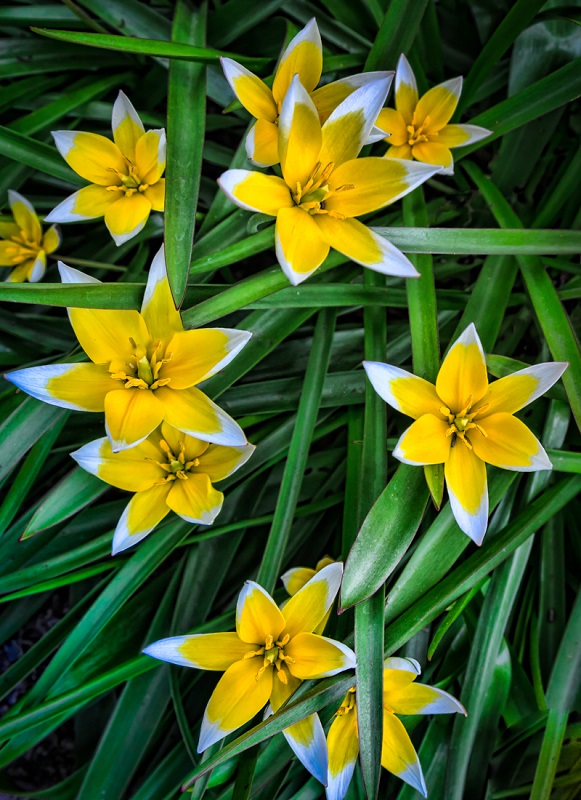 Winter Iris - Digital(Patterns) - Joe Schufman