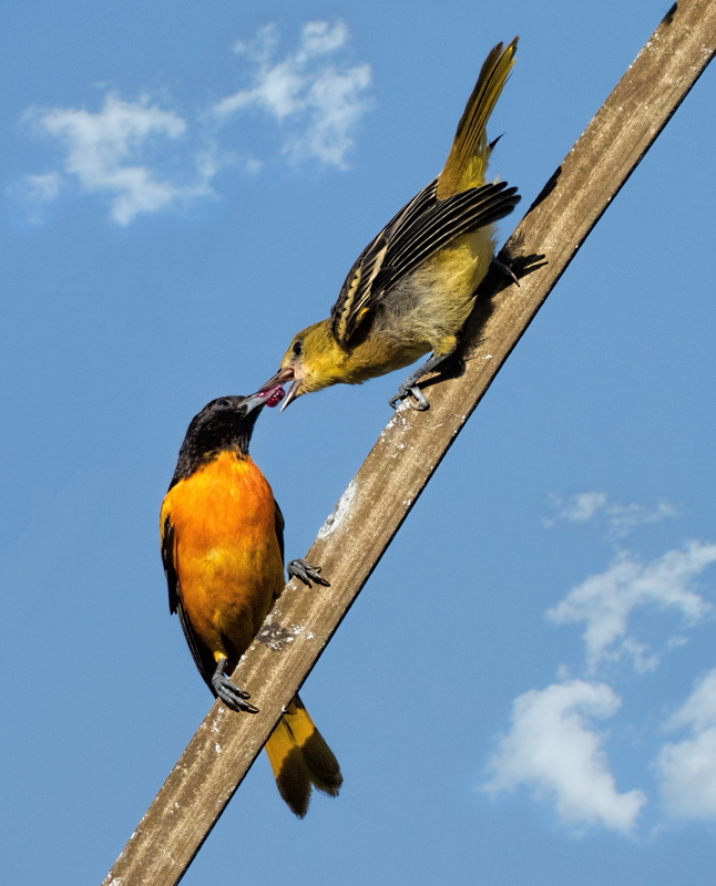 Orioles Sharing - Color Print - Name Withheld Per Request
