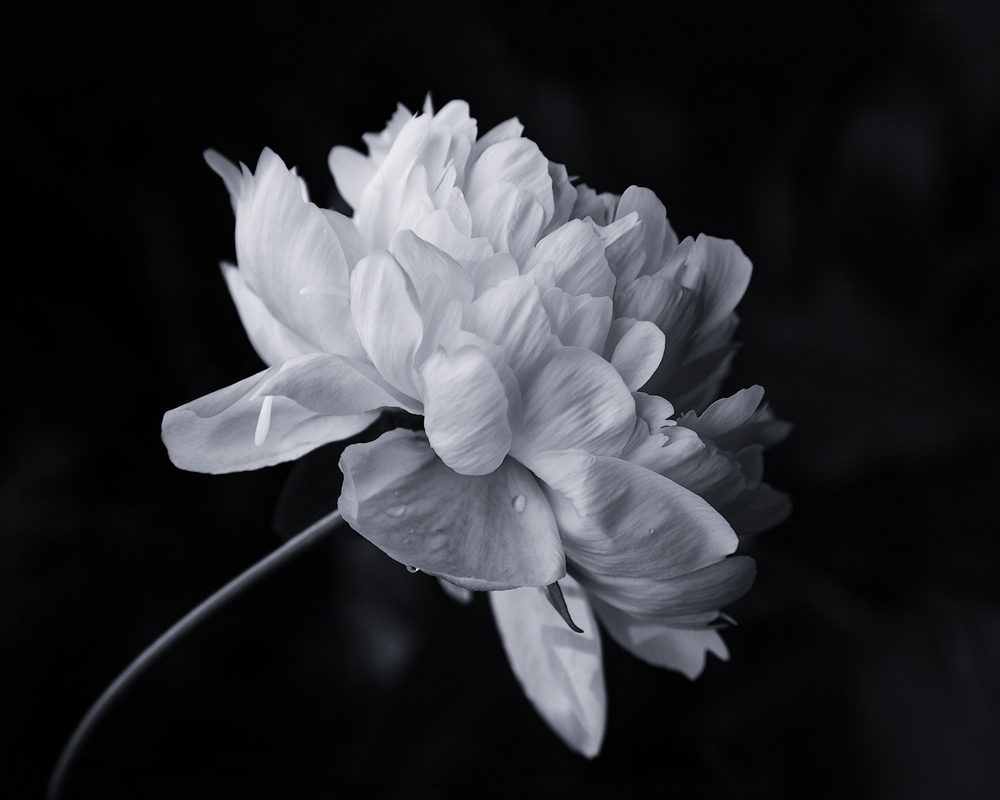 Lifting My Heart to the Sun - Monochrome Print - Name Withheld Per Request