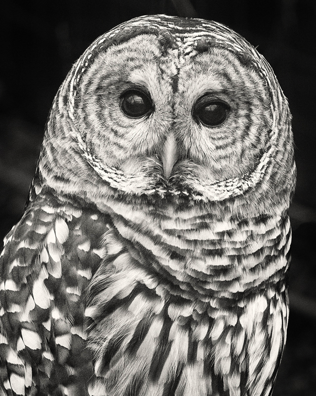 Barred Owl - Monochrome Print - Name Withheld Per Request