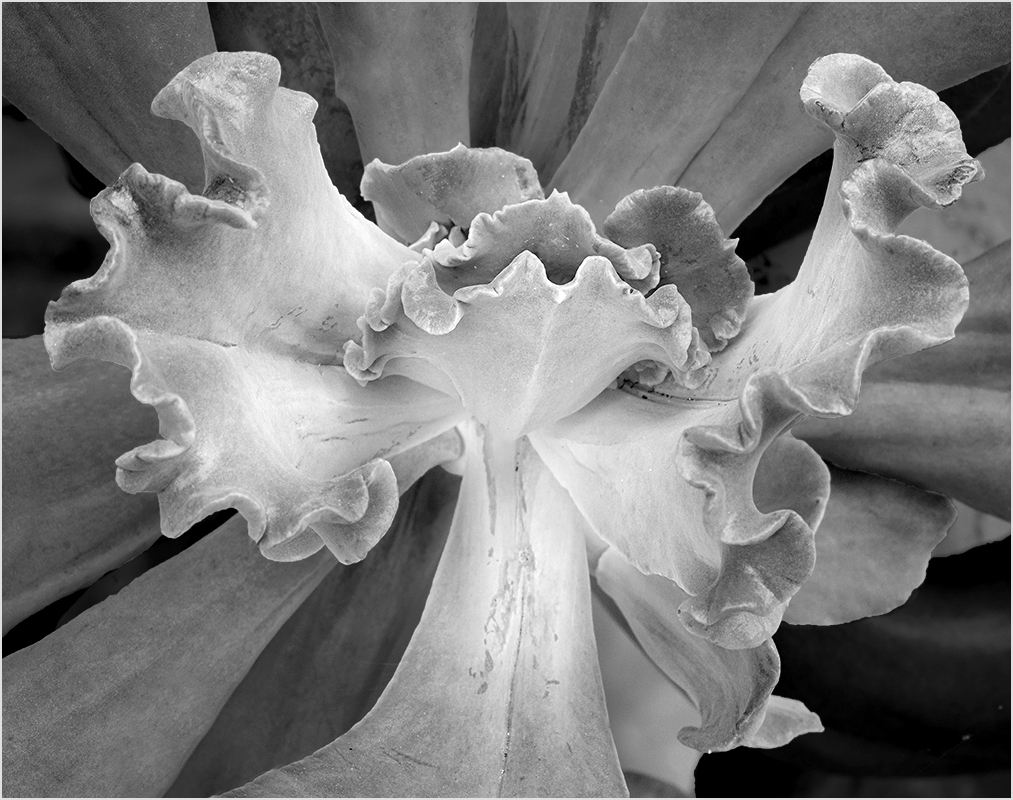 Succulent in San Antonio - Monochrome Print - Peggy Boike