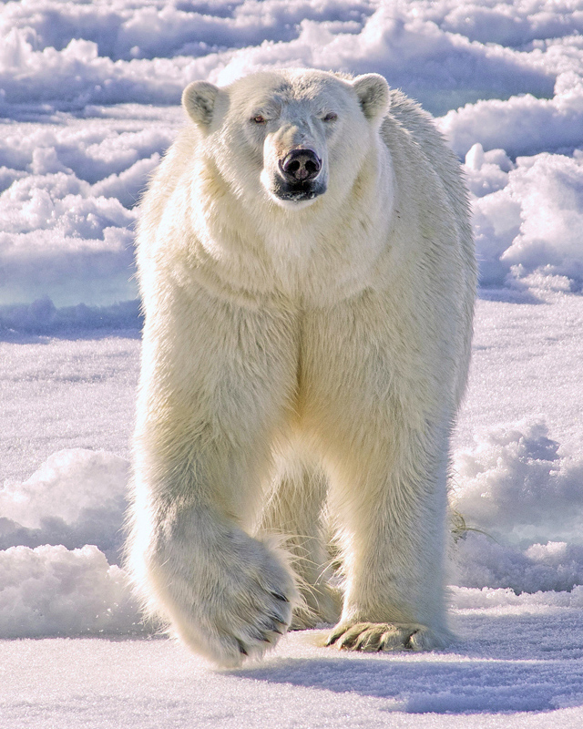 White Bear in a White Land - Color Print - Name Withheld Per Request