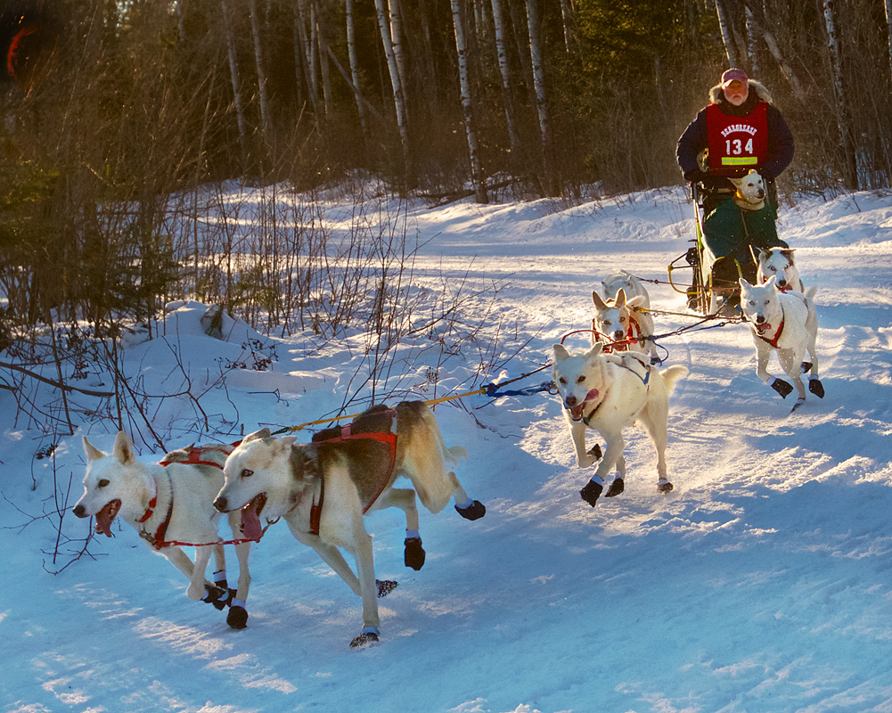 Dog Ambulance - Digital (Photojournalism) - Name Withheld Per Request