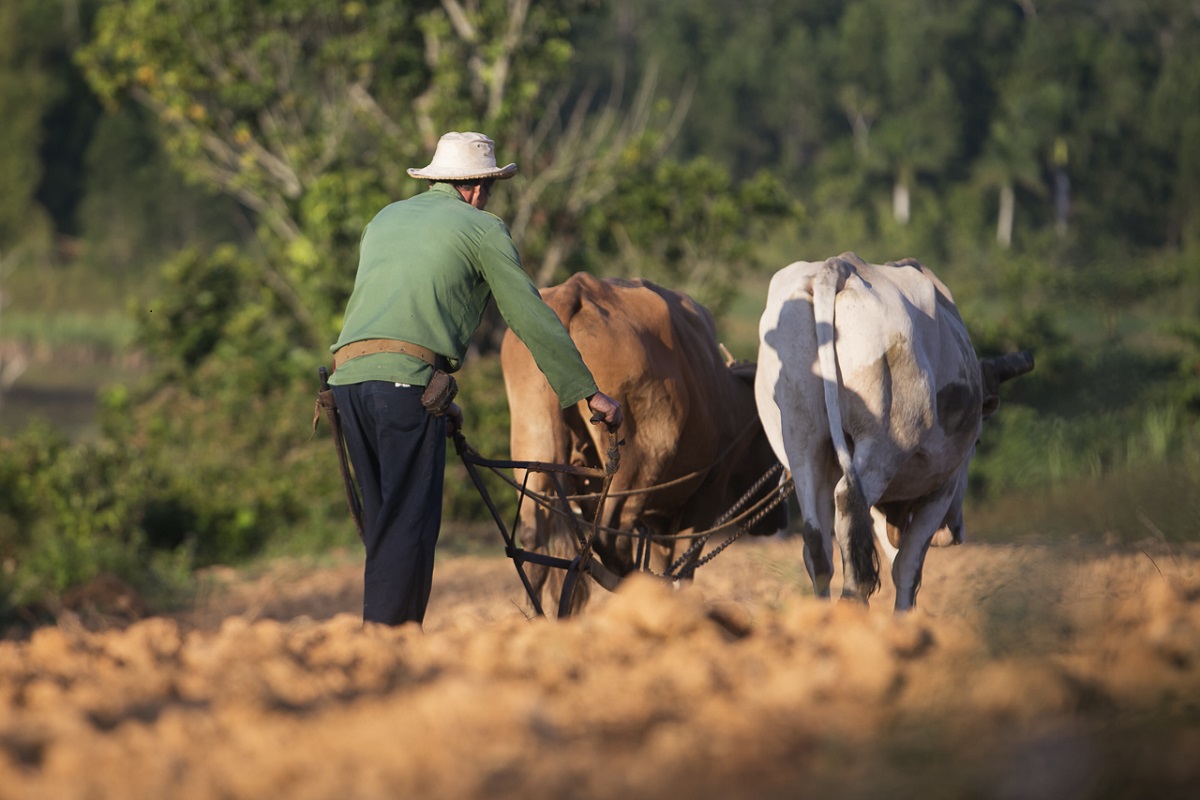Viñales Cuba - Digital (Phototravel) - Name Withheld Per Request