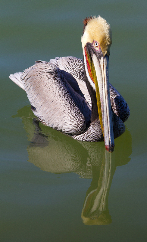 Brown Pelican at Rockport, Texas - Color Print - Name Withheld Per Request