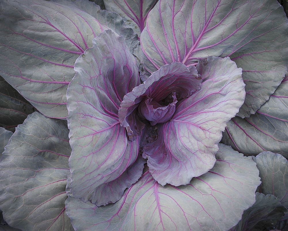 Spring Beauty - Color Print - Name Withheld Per Request