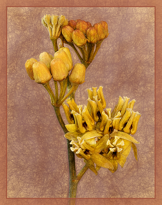 Asclepias Davinci - Color Print - Peggy Boike