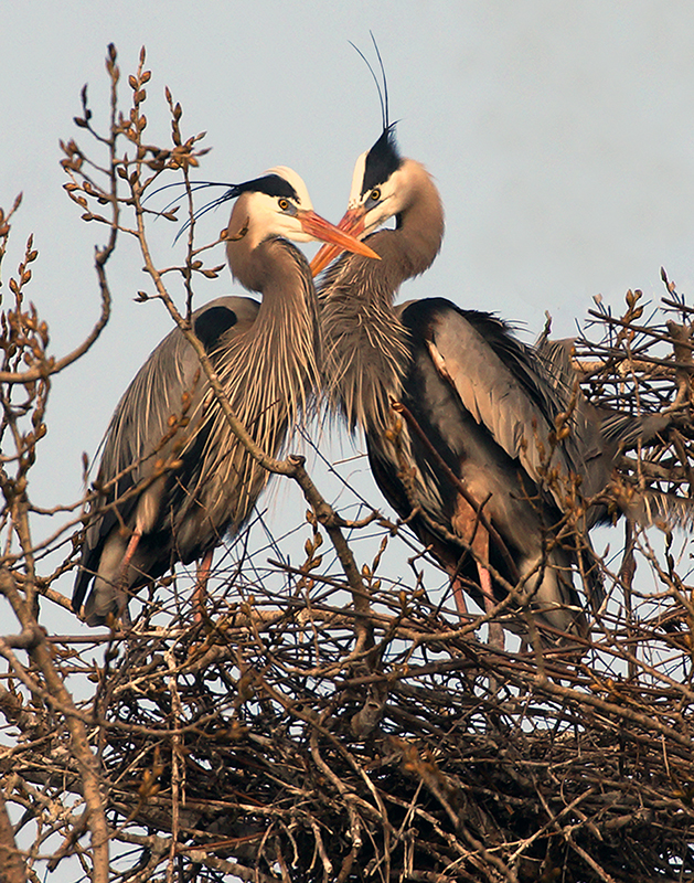 Courtship - Color Print - Larry Syverud
