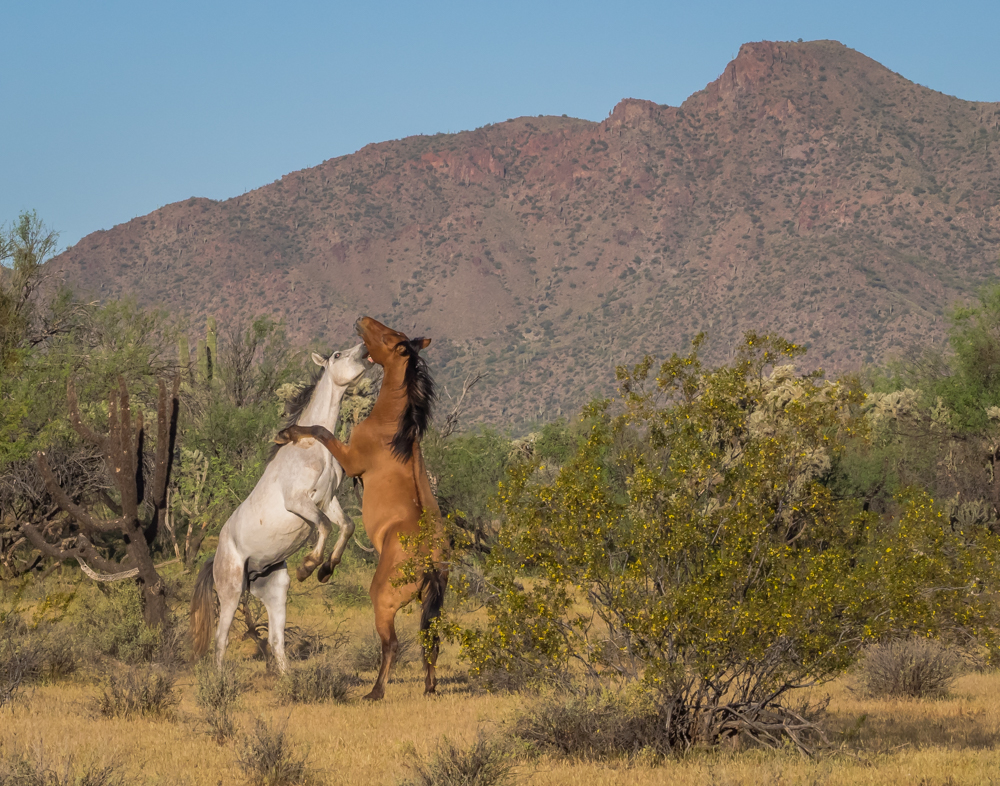 Salt River Horses - SN117 - 17-05 - Color Print - Cindy Carlsson
