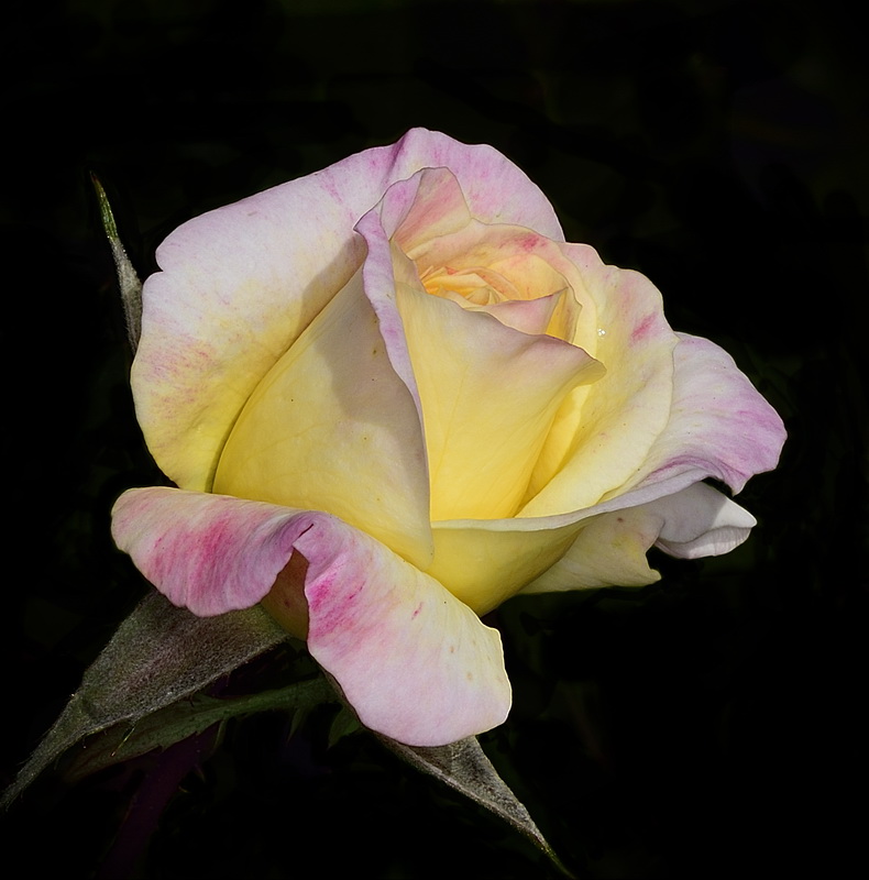 Late Fall Beauty - Color Print - Name Withheld Per Request