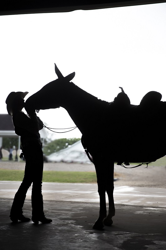 Mule named Frances - Digital(Silhouette) - Name Withheld Per Request