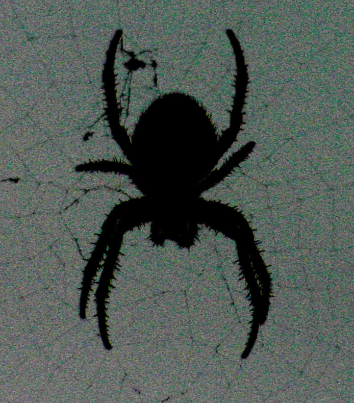 Spider - Digital(Silhouette) - Name Withheld Per Request