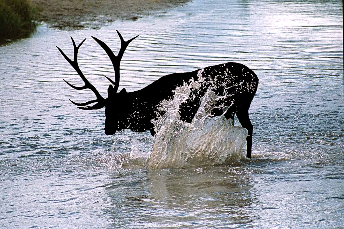 Splashing Elk - Digital(Silhouette) - Name Withheld Per Request