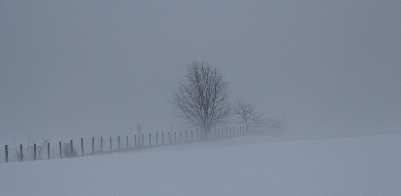Tree in the Fog - Digital(Silhouette) - Name Withheld Per Request