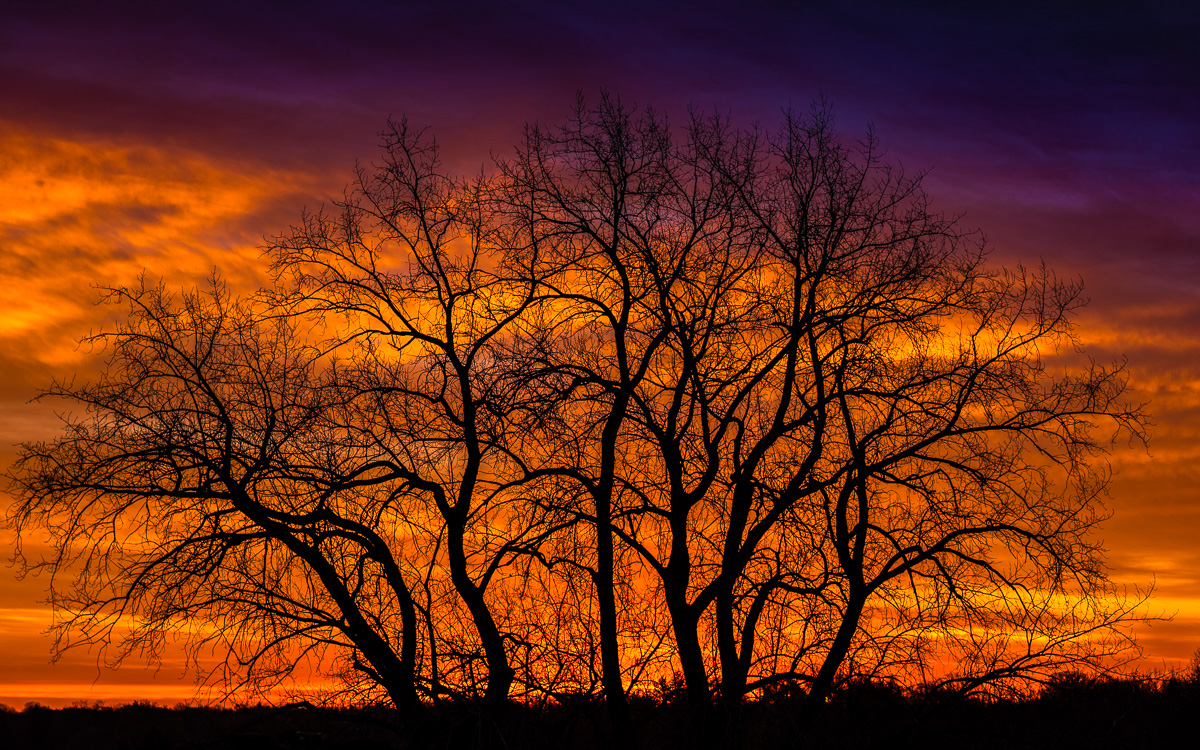 Dawn 1 - Digital(Silhouette) - Name Withheld Per Request