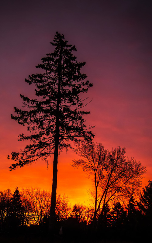 Dawn 2.1 - Digital(Silhouette) - Name Withheld Per Request