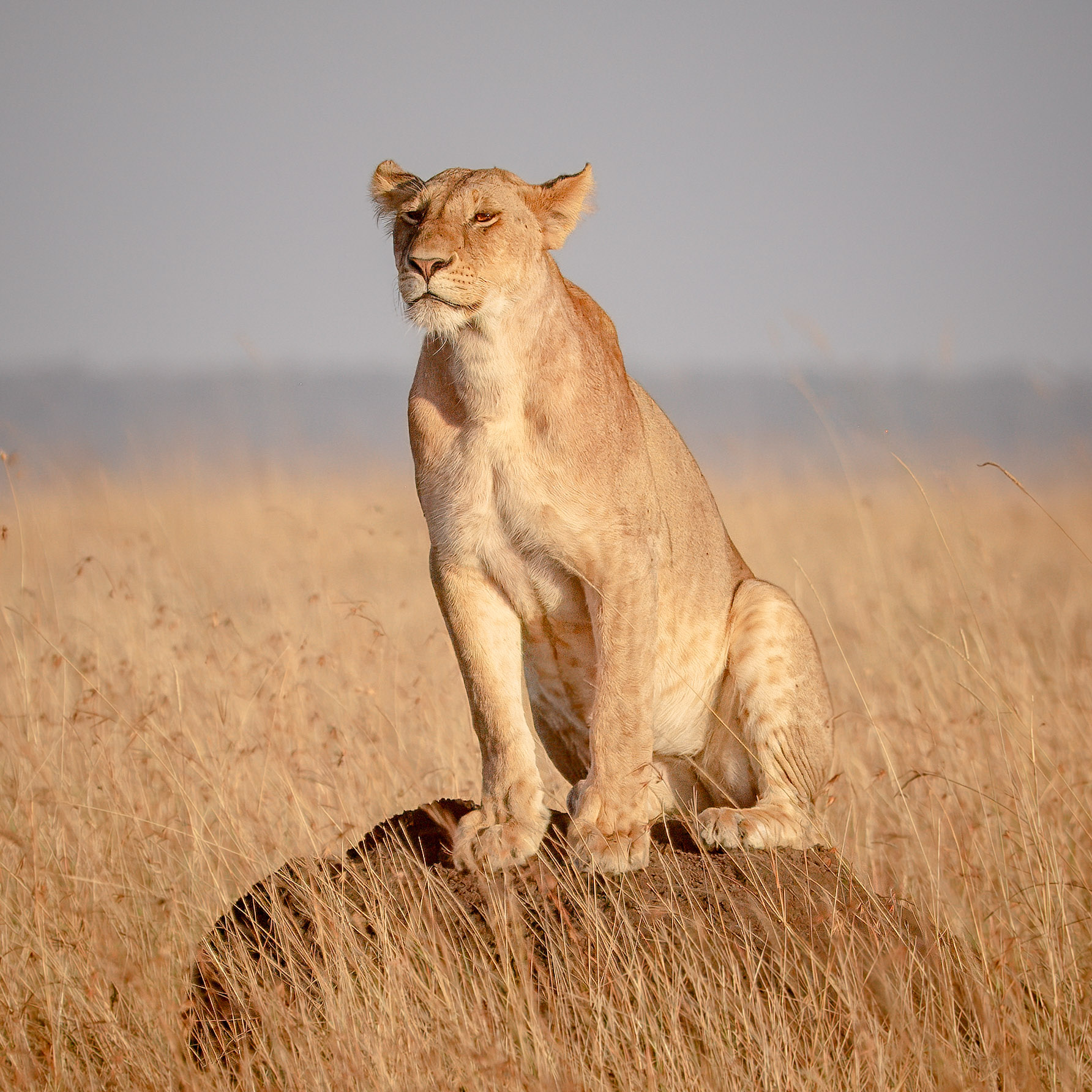 Lion on Ant Hill - Digital (Minimalist)