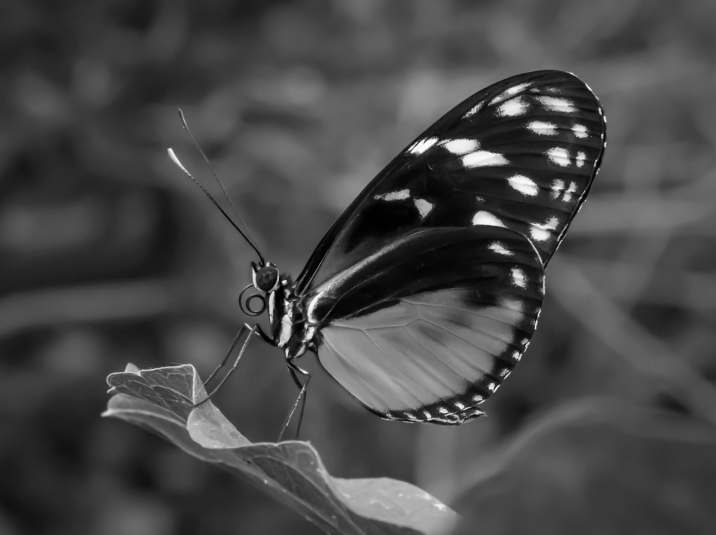 Golden Longwing - Digital (Open Monochrome)