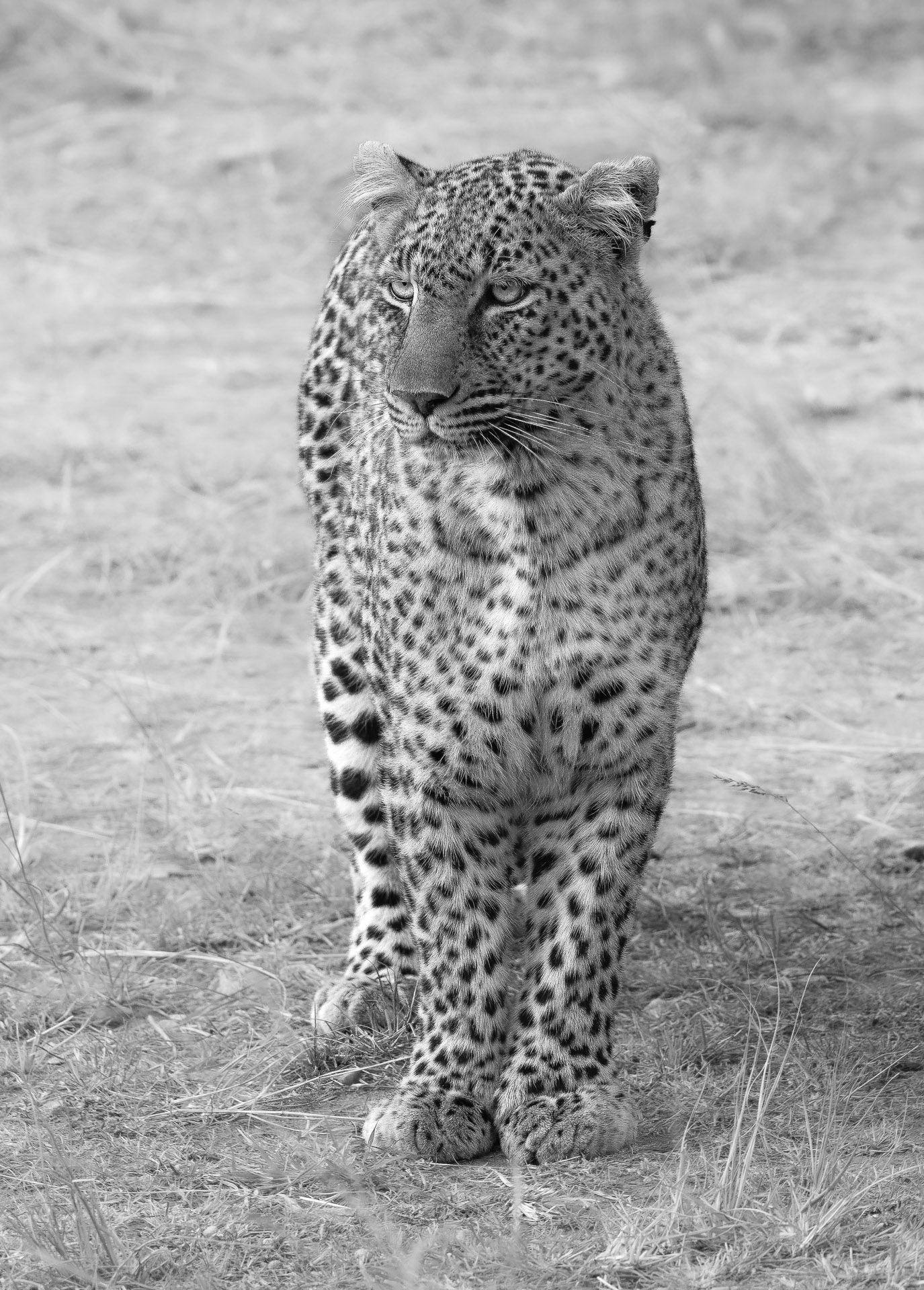 Leopard - Digital (Open Monochrome)