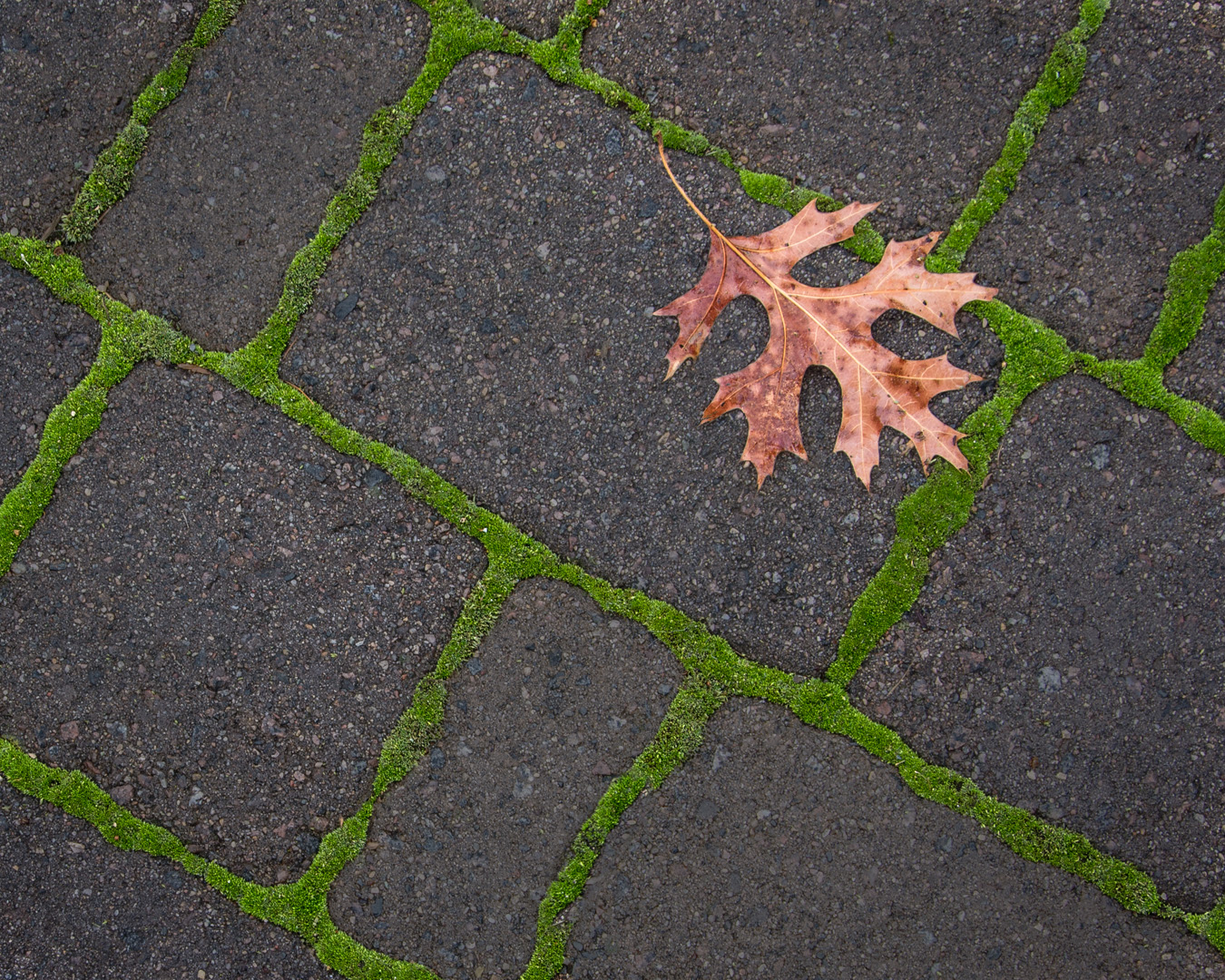 Red Oak Leaf on Mossy Walk - Digital (Minimalist)