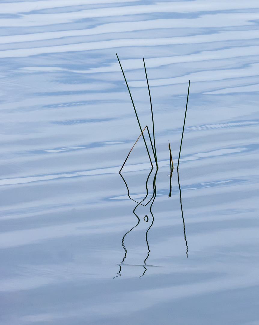 Reeds in the Lake - Digital (Minimalist)